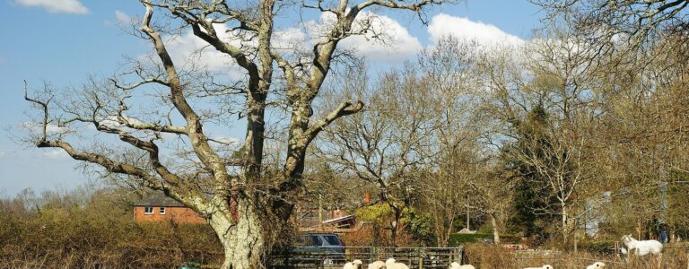Brockenhurst