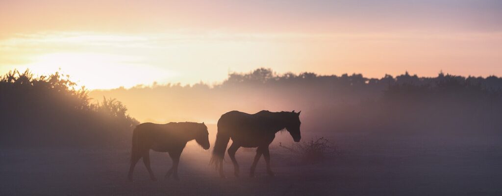 Water softener services in the New Forest - New Forest ponies at sunrise