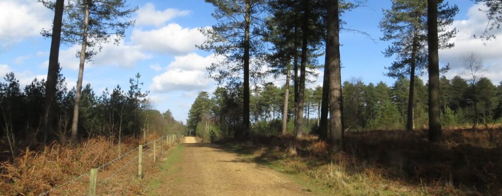 Water softener services in Verwood - Moors Valley Country Park near Verwood